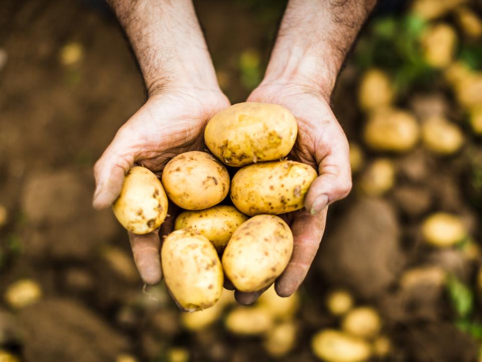 Pommes de terre primeurs