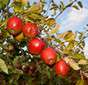 Braeburn