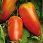 Tomate des Andes
